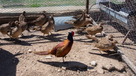 Selçuk Üniversitesi yine öncü oldu: sülün üretimi yaygınlaşıyor